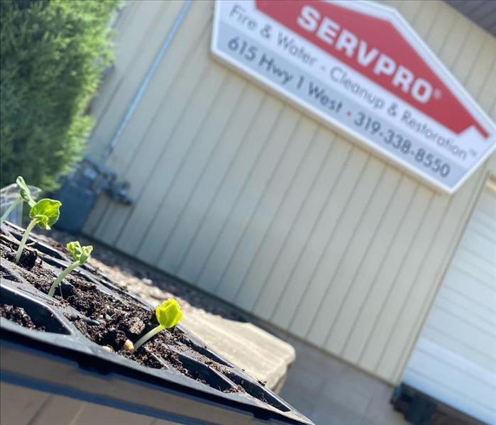 Planter with seeds growing under SERVPRO logo